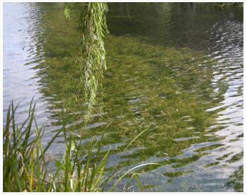 水生生態系統恢復技術