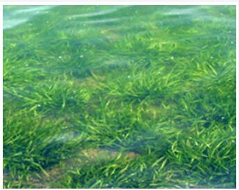 水生生態系統恢復技術